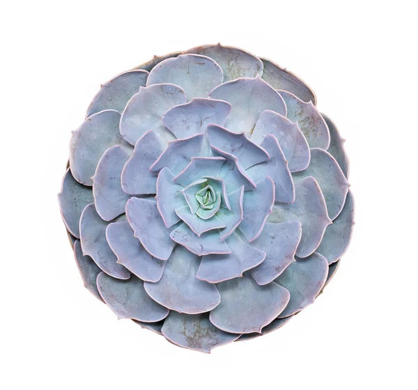 Plantes succulentes miniatures — Photo