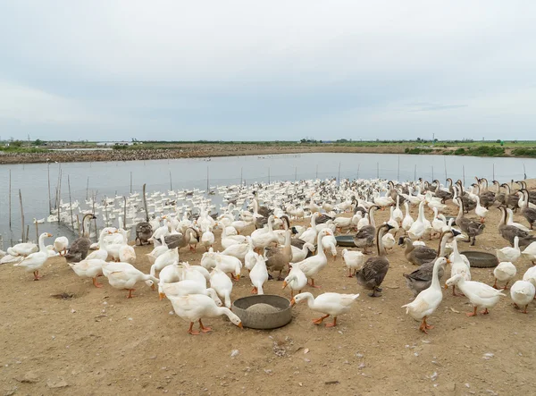 Oies Dans Une Ferme — Photo