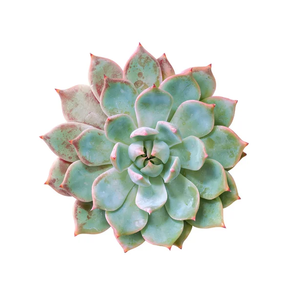 Plantes succulentes miniatures — Photo