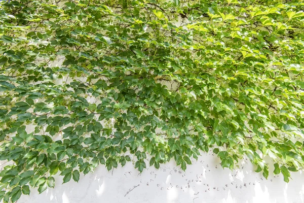 Borostyán levelek elszigetelt fehér alapon — Stock Fotó
