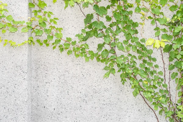 Feuilles de lierre isolées sur un fond blanc — Photo