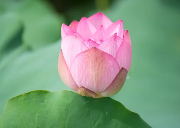 Blooming Lotus Flower Garden Pond — Stock Photo, Image