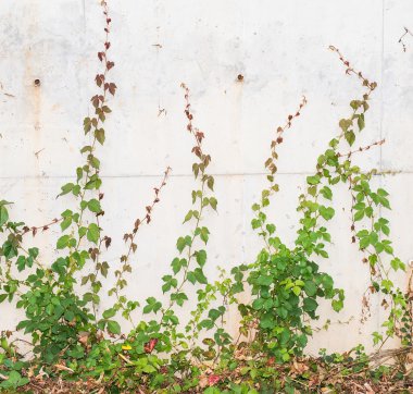 sarmaşık yaprakları beyaz arkaplanda izole edilmiş
