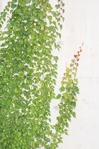 Листья плюща изолированы на белом фоне — стоковое фото