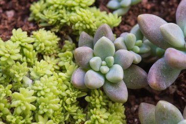  minyatür etli bitkiler