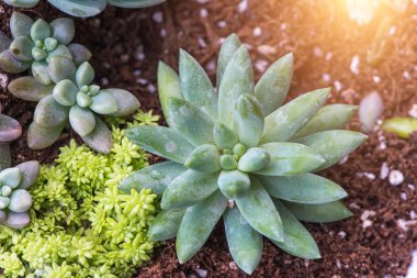  minyatür etli bitkiler