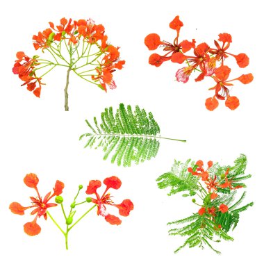 shot of Peacock flowers clipart