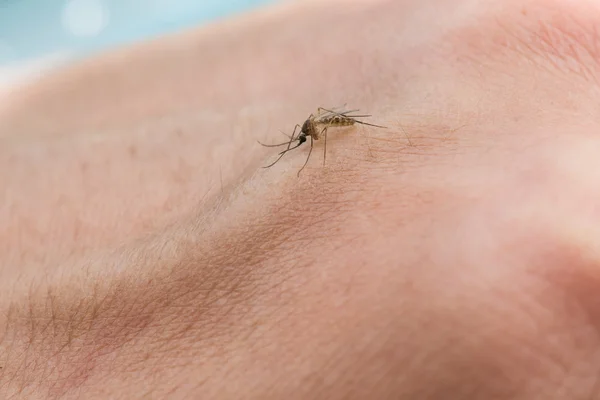 Mosquito chupando sangre — Foto de Stock