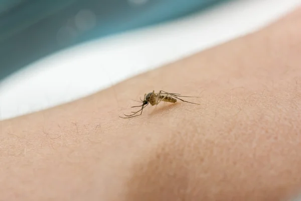 Mosquito chupando sangre — Foto de Stock