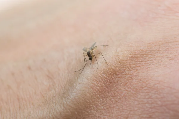 Mosquito sucking blood — Stock Photo, Image
