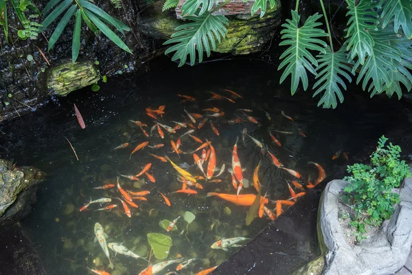 gold fishes over water