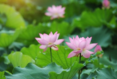 çiçek açan lotus çiçeği