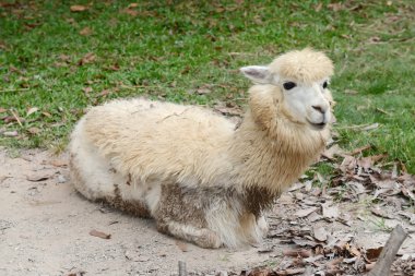 alpaka Hayvanat Bahçesi
