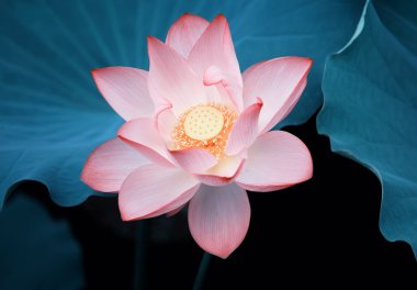 çiçek açan lotus çiçeği