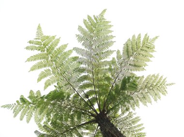 Cyathea isolated in white clipart