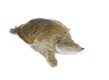 Çin soft-shelled kaplumbağa