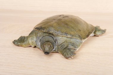 Çin soft-shelled kaplumbağa