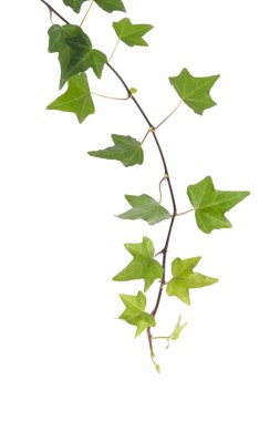 sarmaşık yaprakları beyaz arkaplanda izole edilmiş