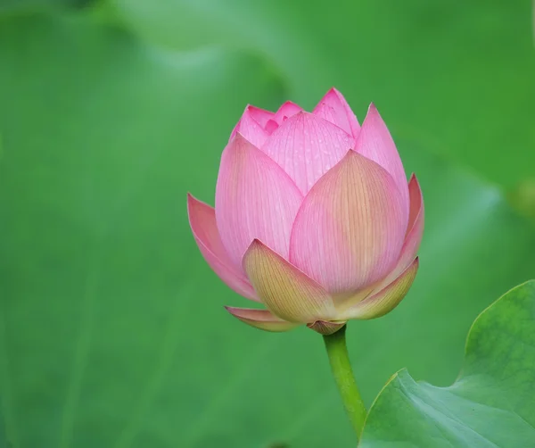 Çiçek açan lotus çiçeği — Stok fotoğraf