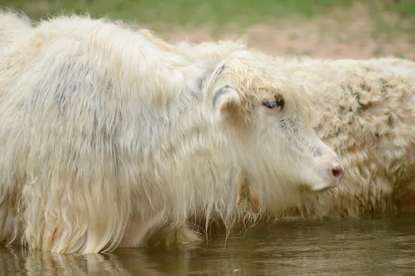 Zblízka tibetských jaků portrét — Stock fotografie