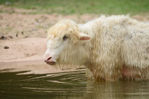 Close up Tibetan Yak portrait — Stock Photo, Image