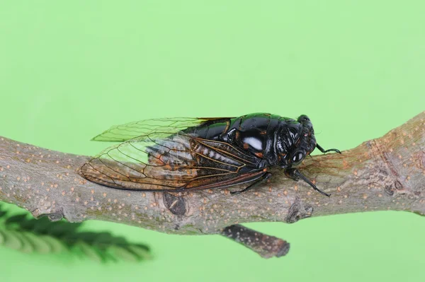 Cicada ізольовані на зеленому тлі — стокове фото