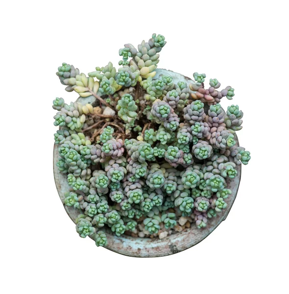 Plantas suculentas en miniatura — Foto de Stock