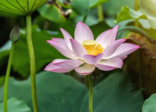 Blommande lotusblomma — Stockfoto