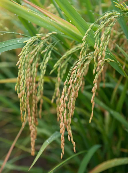 Rijst veld en druppels — Stockfoto