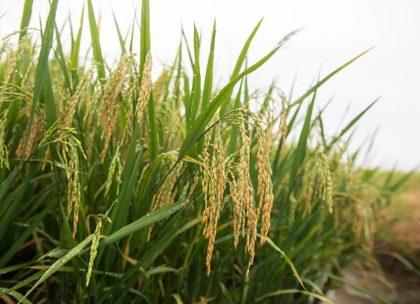 Рисовое поле и капли — стоковое фото