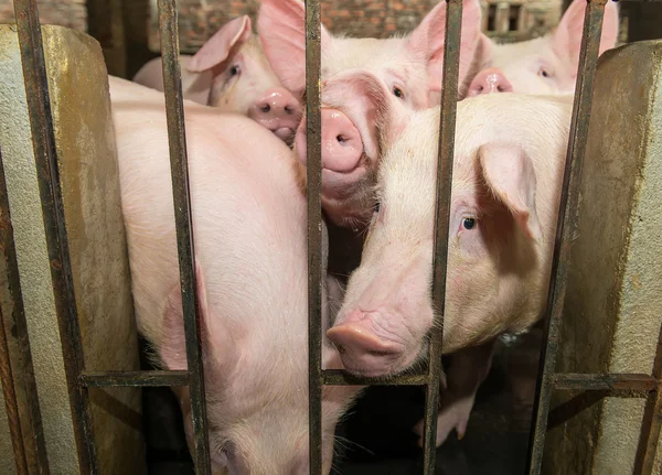 Schattige Biggen Boerderij — Stockfoto