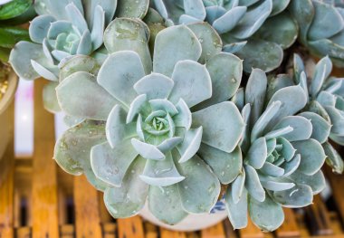  minyatür etli bitkiler 