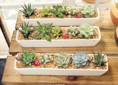  minyatür etli bitkiler