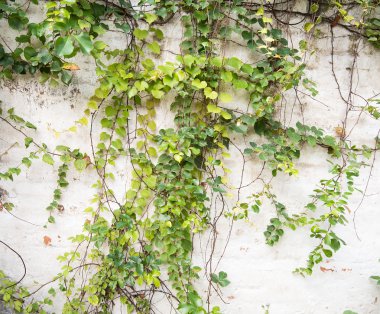 sarmaşık yaprakları beyaz arkaplanda izole edilmiş