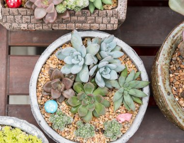  minyatür etli bitkiler 