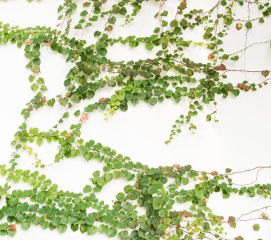 sarmaşık yaprakları beyaz arkaplanda izole edilmiş