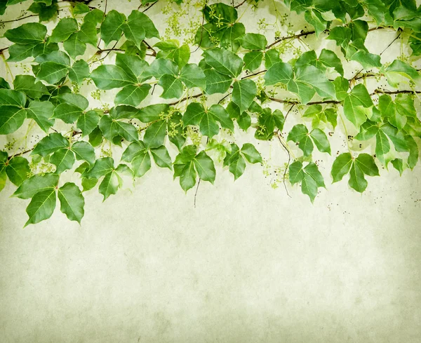 Grüner Efeu auf altem Grunge-Papier — Stockfoto