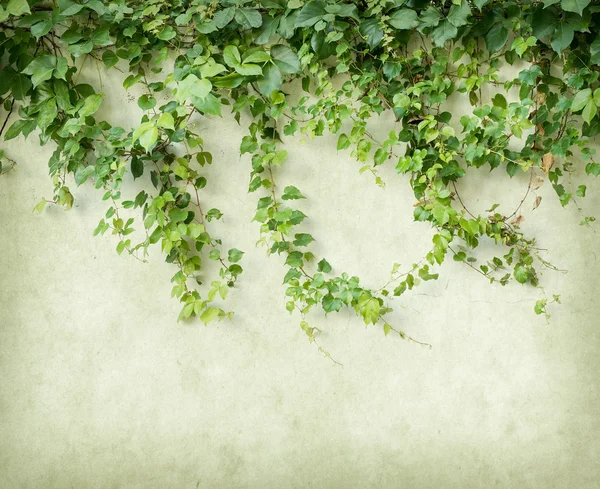 陈腐古纸质感上的绿色常春藤 — 图库照片