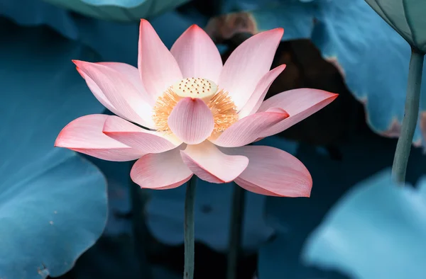 Çiçek açan lotus çiçeği — Stok fotoğraf