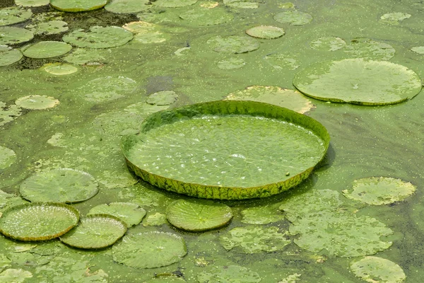 Hatalmas úszó lótusz, amazon óriás tündérrózsa, victoria amazonia — Stock Fotó