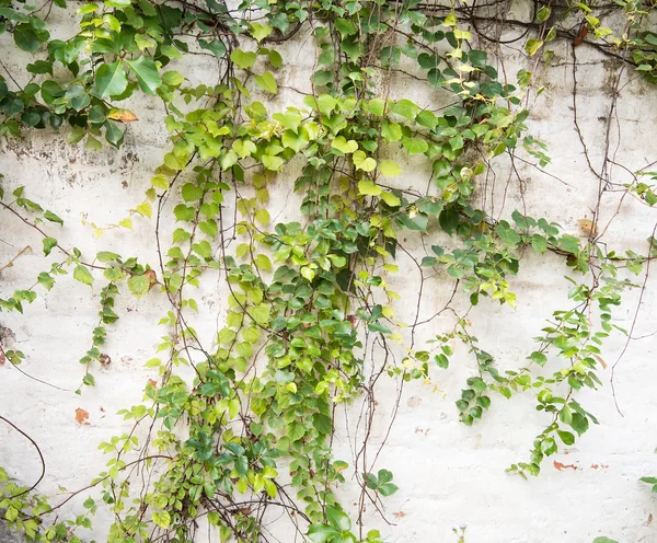 sarmaşık yaprakları beyaz arkaplanda izole edilmiş