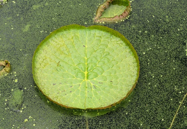 Lótus flutuante enorme, lírio gigante da água da Amazônia, Victoria amazonia — Fotografia de Stock