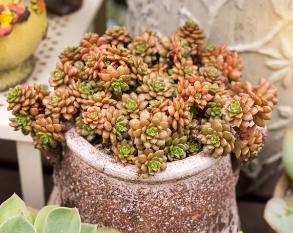 Plantas suculentas em miniatura — Fotografia de Stock