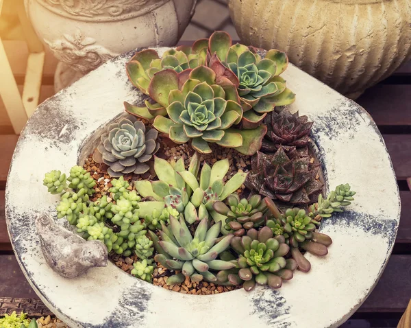 Miniatuur succulente planten — Stockfoto