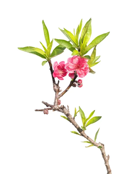 Pink blossoms isolated — Stock Photo, Image