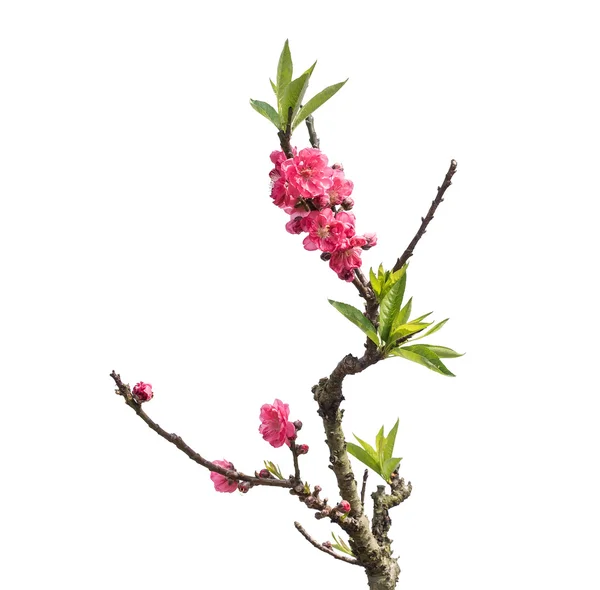 分離したピンク色の花 — ストック写真