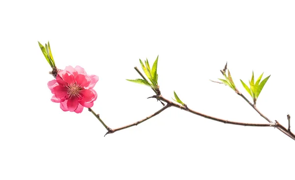 Pink blossoms isolated — Stock Photo, Image