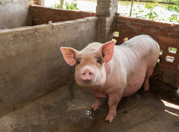 Colpo di maialini in fattoria — Foto Stock