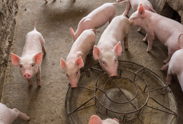 shot of piglets at farm