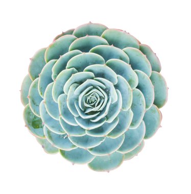  minyatür etli bitkiler